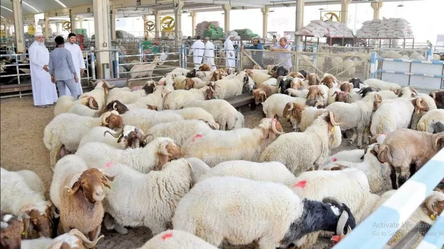 مدار الساعة,أخبار اقتصادية,عيد الأضحى,#أضاحي_العيد_بأسعار_مدعومة #مبادرة_وطنية_لضبط_السوق #اللحوم_العربية_للقطريين