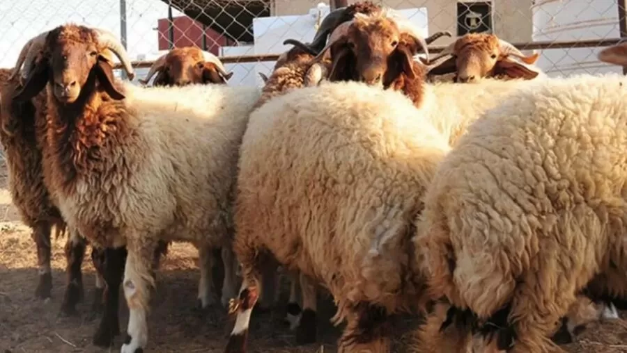 مدار الساعة,أخبار الأردن,اخبار الاردن,أمانة عمان,#أضاحي_عمان #مواقع_بيع_الأضاحي #الأمانة_تدعو_للشراء_من_الأماكن_المخصصة