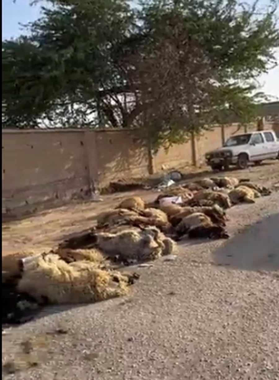 مدار الساعة,Video,فيديو,أخبار الأردن,اخبار الاردن,وزارة البيئة,#نفوق_الأغنام #استيراد_الأغنام #محجر_جمارك_الحديثة