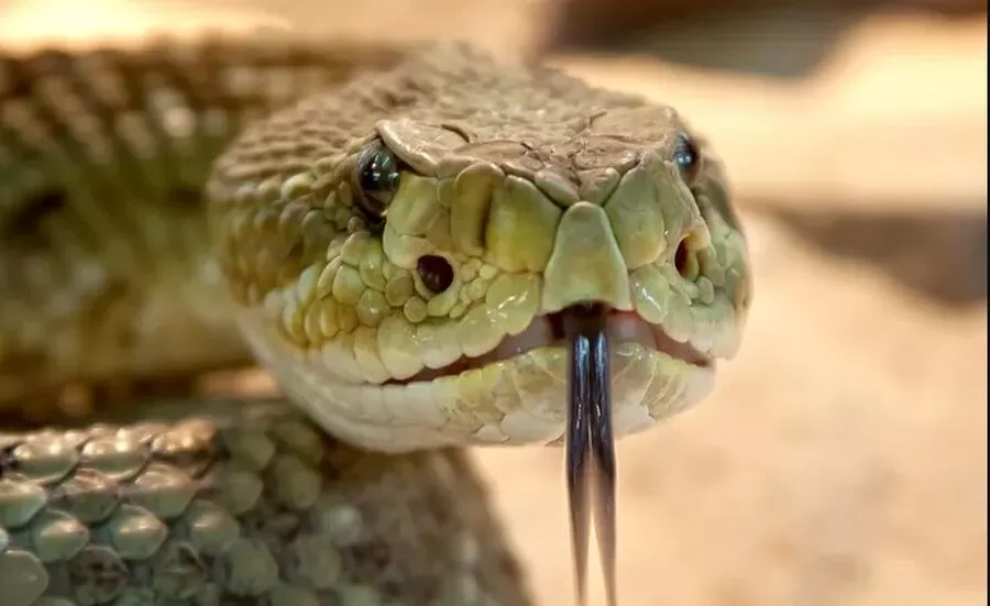 مدار الساعة,أخبار الأردن,اخبار الاردن,مستشفى المفرق,#مستشفى_المفرق_الحكومي #الدغة_أفعى #الصحة_العامة