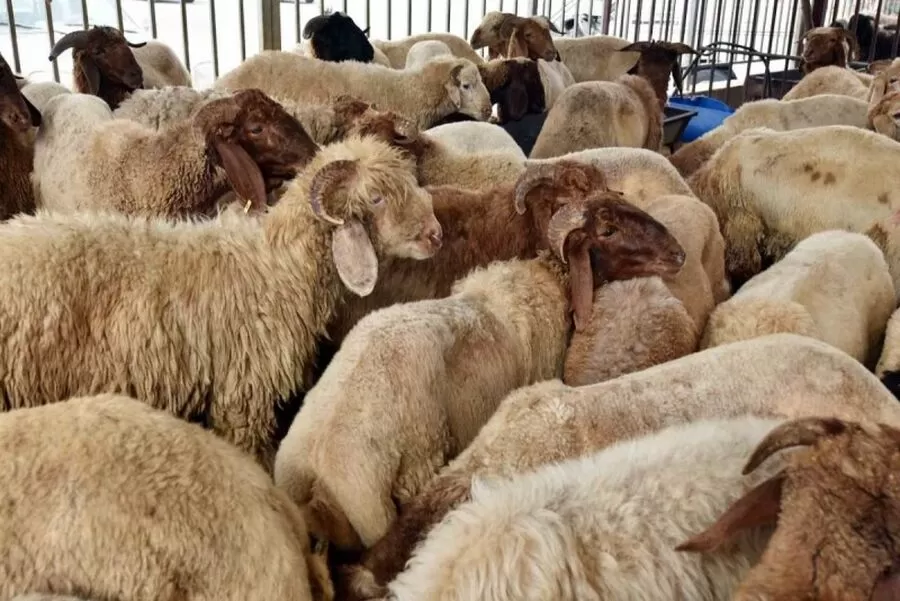 مدار الساعة,أخبار اقتصادية,وكالة الأنباء الأردنية,عيد الأضحى,#إربد,#عيد_الأضحى,#بيع_الأضاحي