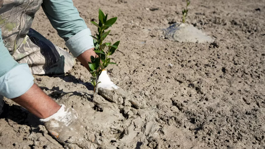 مدار الساعة,أخبار عربية ودولية,وزارة البيئة,#زراعة_المانغروف,#البيئة_العراقية,#حماية_الساحل