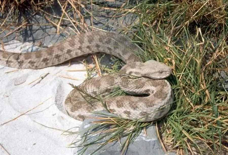 مدار الساعة,أخبار الأردن,اخبار الاردن,الدفاع المدني,درجات الحرارة,1. #الأفاعي_في_الأردن,2. #مكافحة_الأفاعي,3. #السلامة_العامة