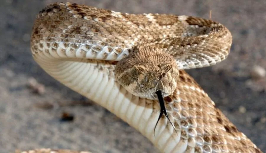 مدار الساعة,Video,فيديو,أخبار الأردن,اخبار الاردن,على الهاشتاغات المناسبة للنص المذكور.