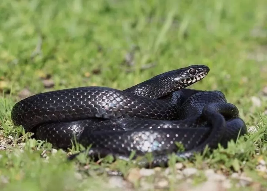 مدار الساعة,Video,فيديو,أخبار الأردن,اخبار الاردن,الدفاع المدني,1. #أسد_الجيزاوي,2. #امساك_بأفعى_حنش,3. #الدفاع_المدني_اربد