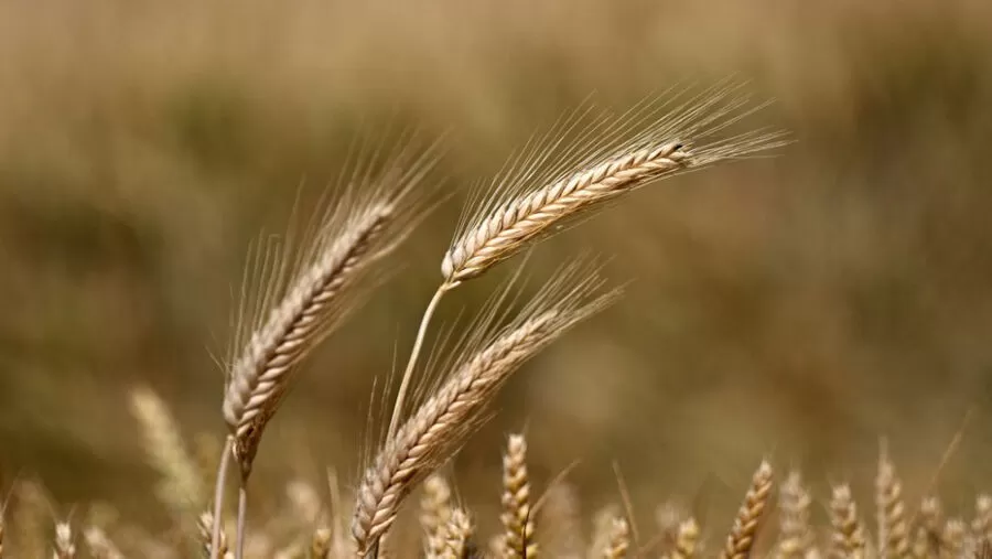 مدار الساعة,أخبار عربية ودولية,الأمم المتحدة,1. #روسيا_تنسحب_من_اتفاق_الحبوب,2. #الجوع_العالمي,3. #أزمة_تكلفة_الحياة