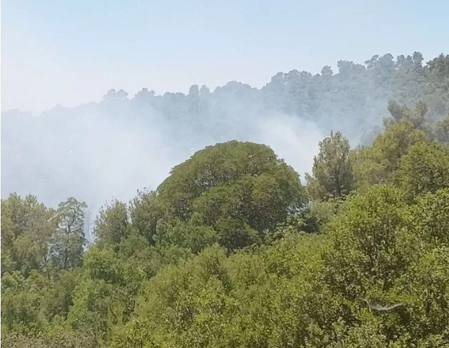 مدار الساعة,Video,فيديو,أخبار الأردن,اخبار الاردن,وزير الزراعة,خالد حنيفات,وزارة الزراعة,الدفاع المدني,درجات الحرارة,#حرائق_وادي_الشام,#الدفاع_المدني,#الحراج_والمراعي