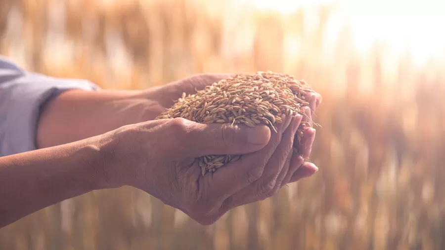 مدار الساعة,أخبار اقتصادية,وزير الزراعة,رئيس الوزراء,هيئة الأركان المشتركة,وزارة الزراعة,المؤسسة العامة للغذاء والدواء,التنمية الاجتماعية,غرفة تجارة الأردن,غرفة صناعة الأردن,المركز الوطني للأمن وإدارة الأزمات,#أمن_الغذاء,#استراتيجية_الأمن_الغذائي,#مجلس_الأمن_الغذائي