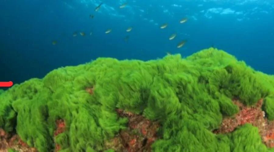 البروفيسور ملاعبة يكتب: المحيطات والبحار الخضراء