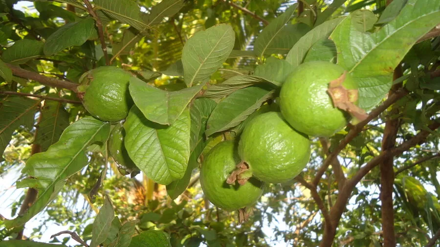 مدار الساعة,أخبار اقتصادية,وزير الزراعة
