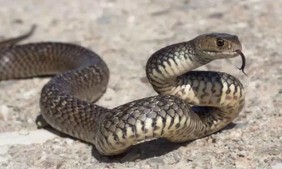 مدار الساعة,أخبار الأردن,اخبار الاردن