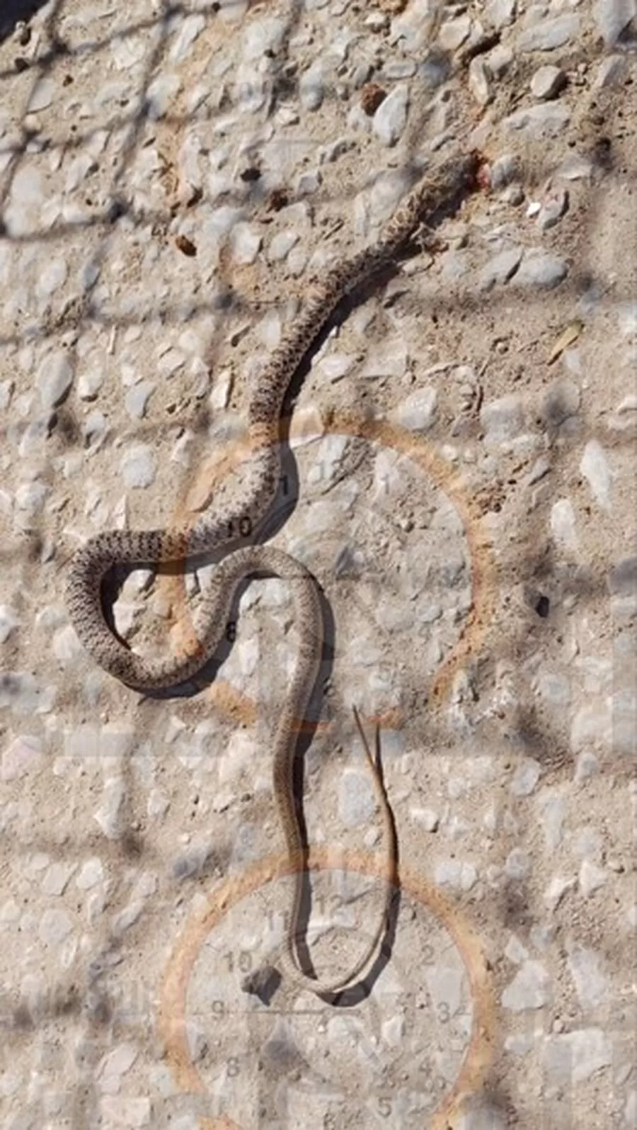 مدار الساعة,أخبار الأردن,اخبار الاردن,وادي الأردن,درجات الحرارة