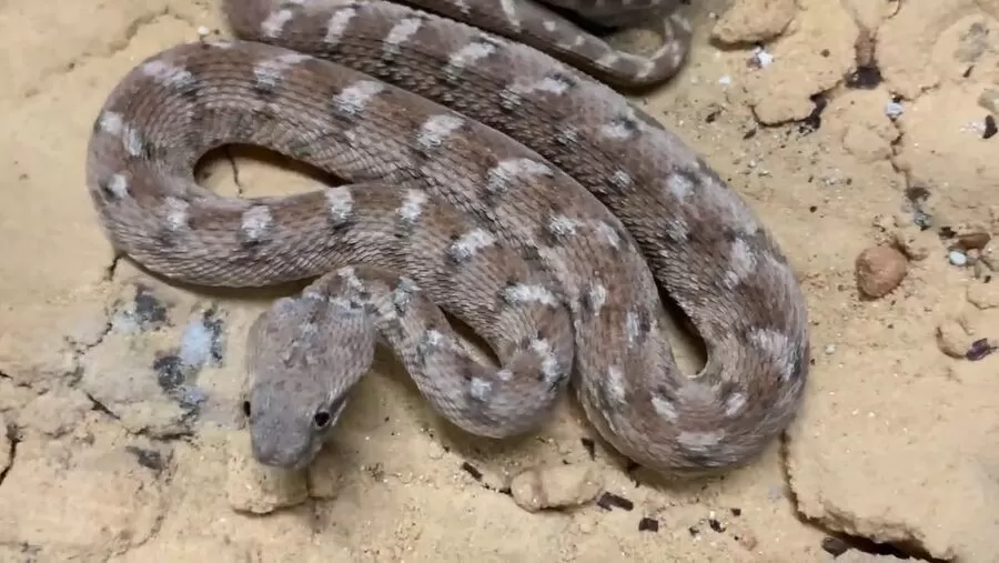 مدار الساعة,أخبار الأردن,اخبار الاردن,مستشفى أبو عبيدة