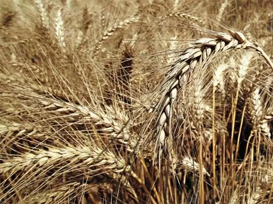 مدار الساعة,أخبار اقتصادية