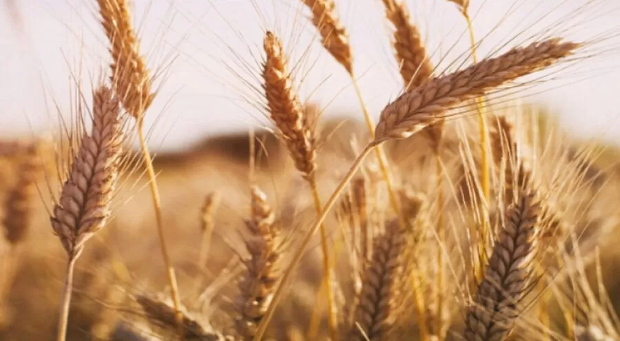 مدار الساعة,أخبار اقتصادية,وزارة الصناعة والتجارة,وزارة الصناعة