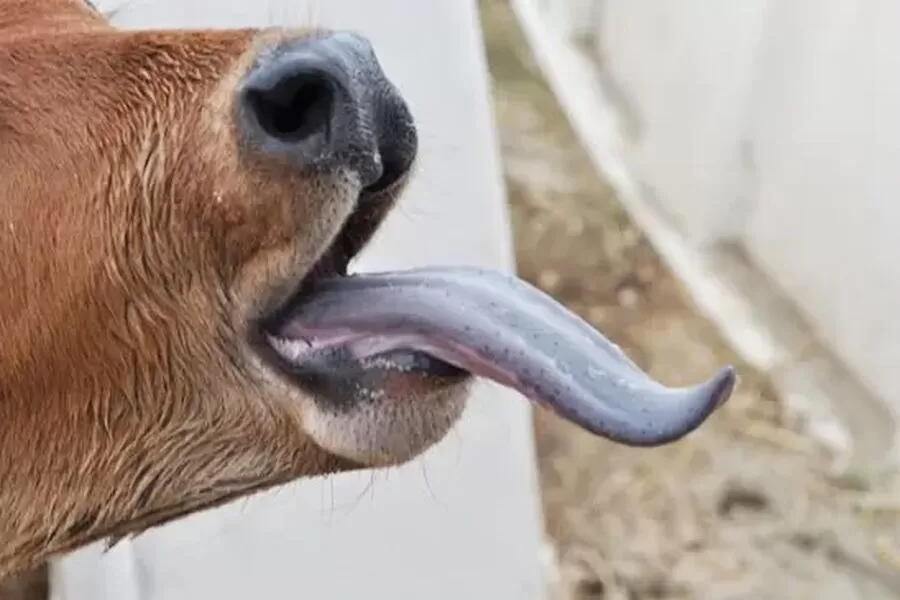 مدار الساعة,أخبار الأردن,اخبار الاردن,وزارة الزراعة