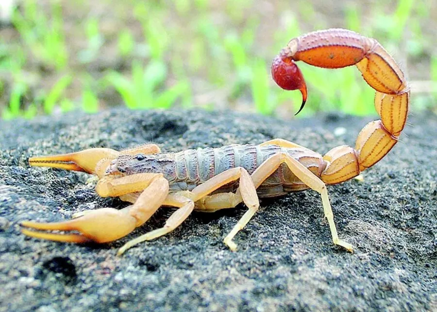 مدار الساعة,أخبار الأردن,اخبار الاردن