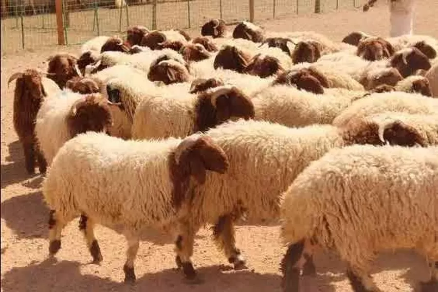 مدار الساعة,أخبار اقتصادية,وزير الزراعة,خالد حنيفات