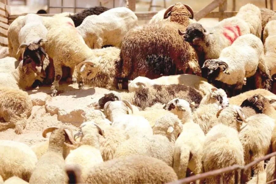 مدار الساعة,أخبار اقتصادية,عيد الأضحى