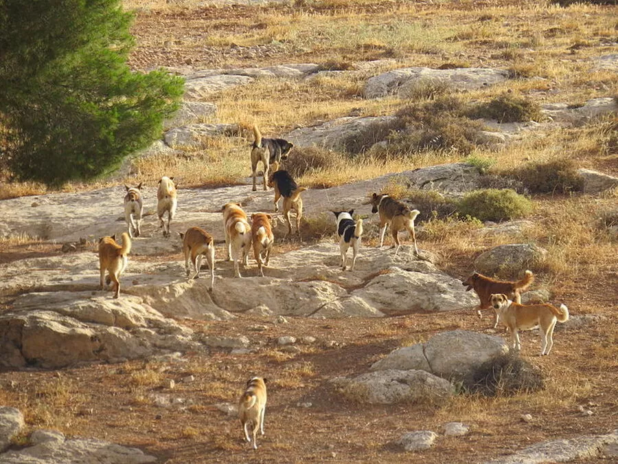 مدار الساعة,أخبار الأردن,اخبار الاردن