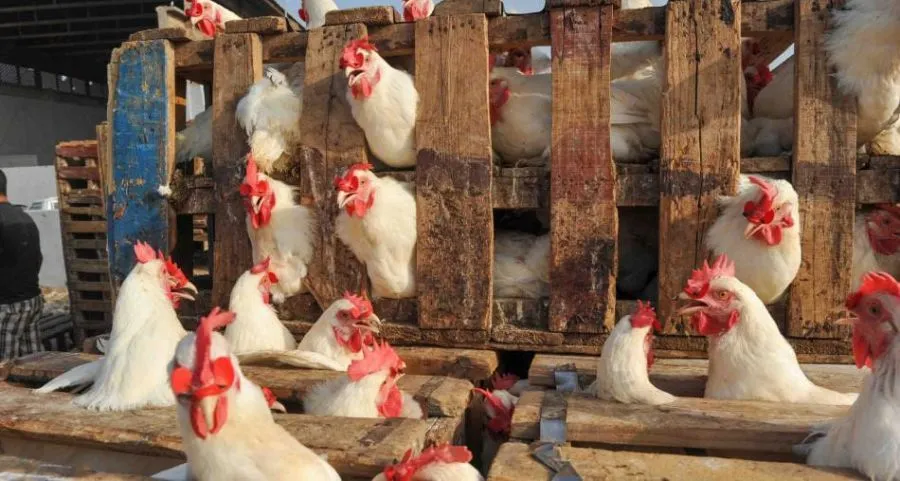 مدار الساعة,أخبار اقتصادية,وزارة الصناعة والتجارة,وزارة الصناعة