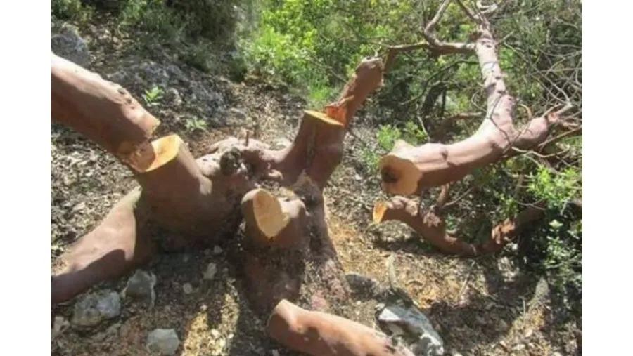 مدار الساعة,أخبار الأردن,اخبار الاردن,وزير الزراعة,وكالة الأنباء الأردنية