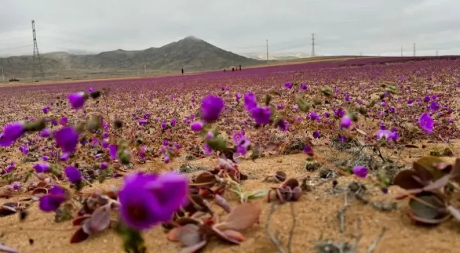 مدار الساعة,أخبار خفيفة ومنوعة