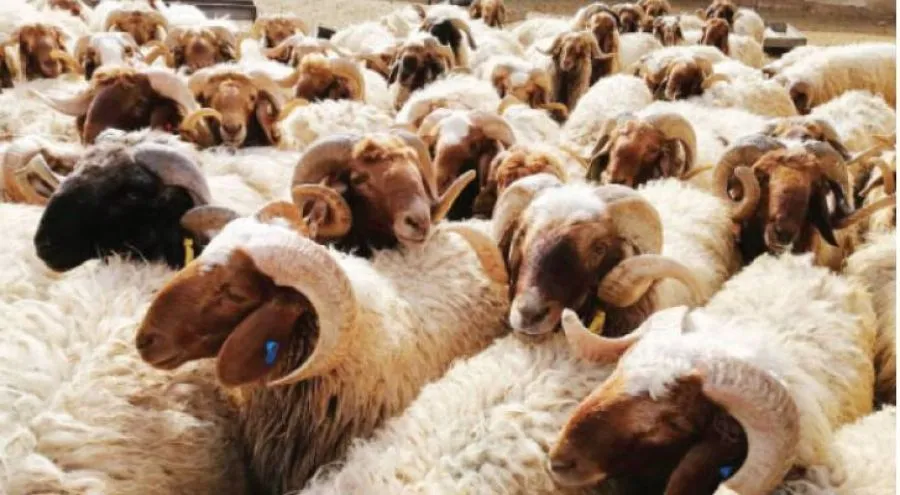 مدار الساعة,أخبار الأردن,اخبار الاردن,وزارة الزراعة,وزارة الصحة,المؤسسة العامة للغذاء والدواء