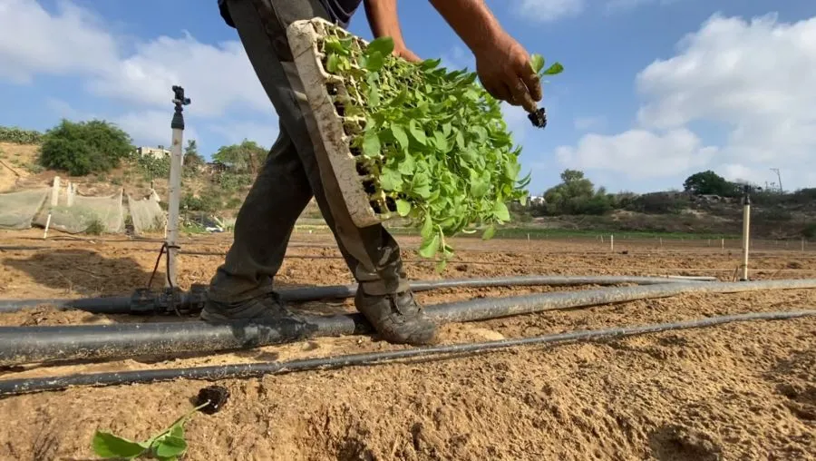 مدار الساعة,مناسبات أردنية,يوم الأرض,قطاع غزة