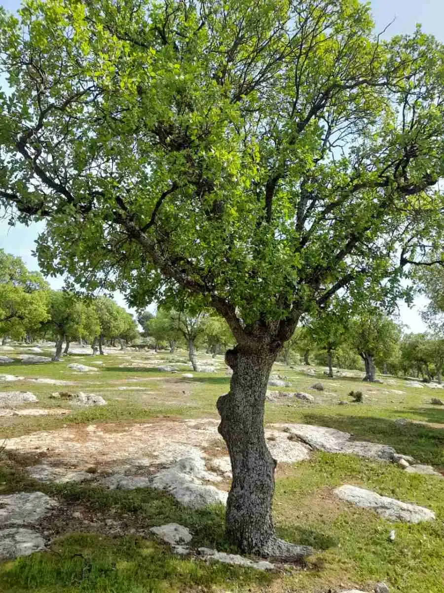 مدار الساعة,أخبار السياحة في الأردن,وزارة الزراعة,درجات الحرارة
