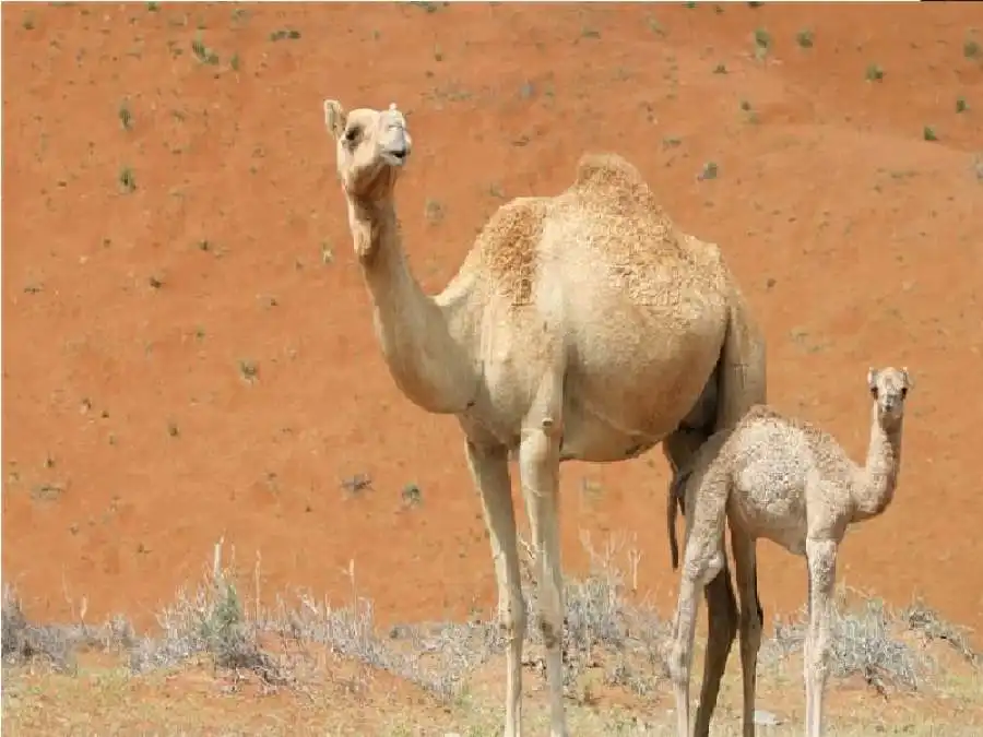 مدار الساعة,أخبار الأسرة