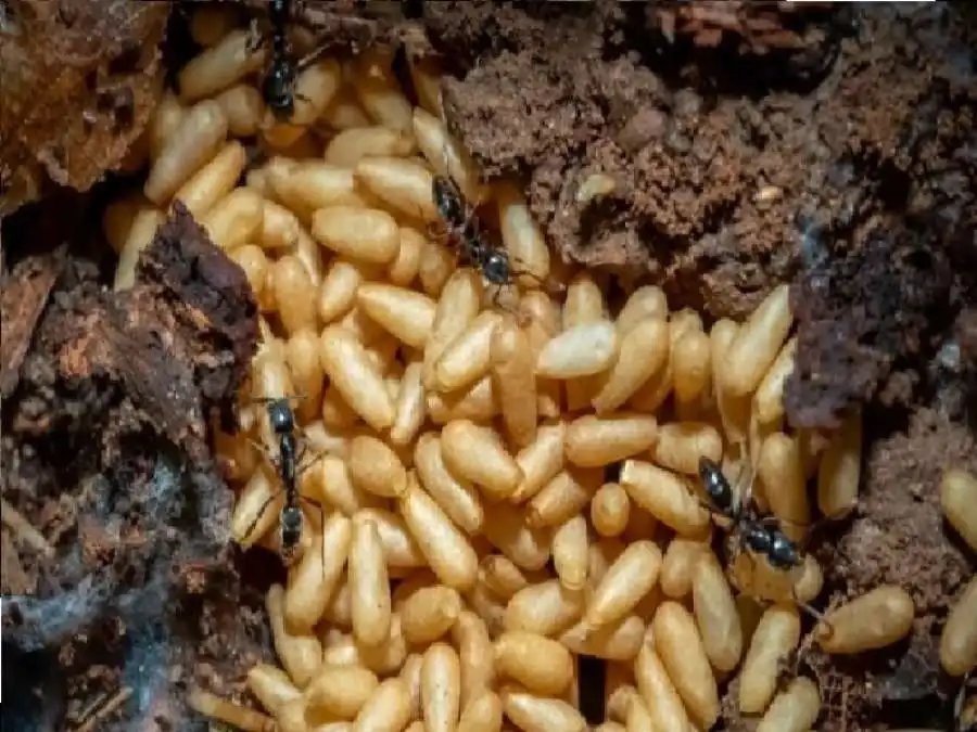 مدار الساعة,أخبار الأسرة