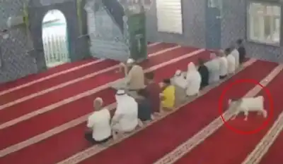 تركيا.. ماعز صغيرة تقتحم مسجدا أثناء