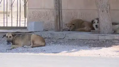 تسجيل 5605 حالات عقر منذ بداية
