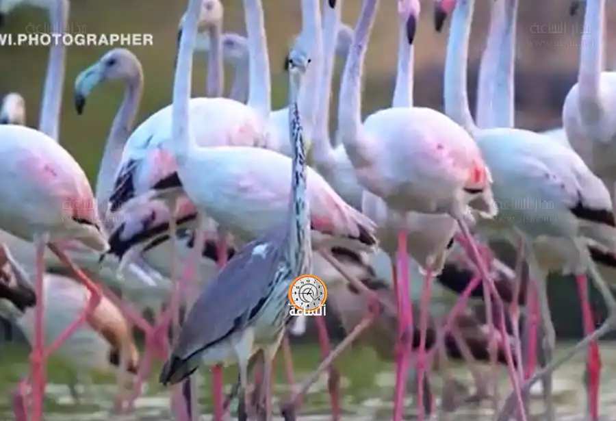 مدار الساعة,Video,فيديو,أخبار خفيفة ومنوعة,أخبار الأسرة,وسائل التواصل الاجتماعي