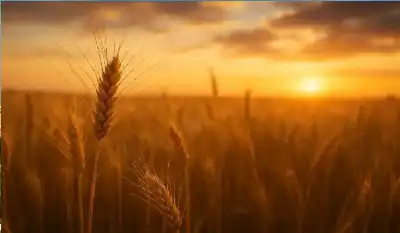 سنابل الذهب على حافة الانهيار.. أسوأ