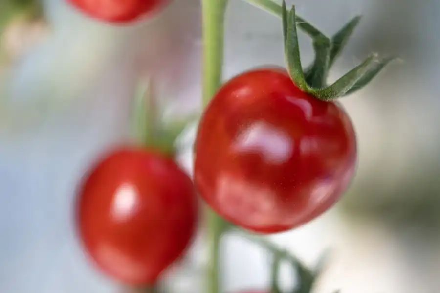 مدار الساعة,أخبار خفيفة ومنوعة,الاتحاد الأوروبي,وزارة الزراعة,درجات الحرارة,مواقع التواصل الاجتماعي