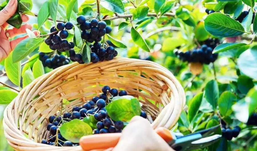 مدار الساعة,أخبار الصحة والأسرة