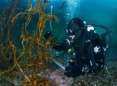 تراجع مروج الكيلب (غابات البحر) العالمي