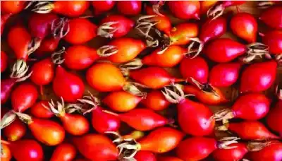 سرّ المناعة والجمال: ثمر الورد ليس