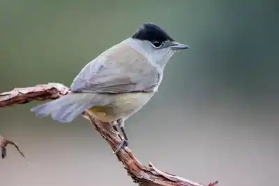 10 ملايين طائر مهاجر يعبرون سماء