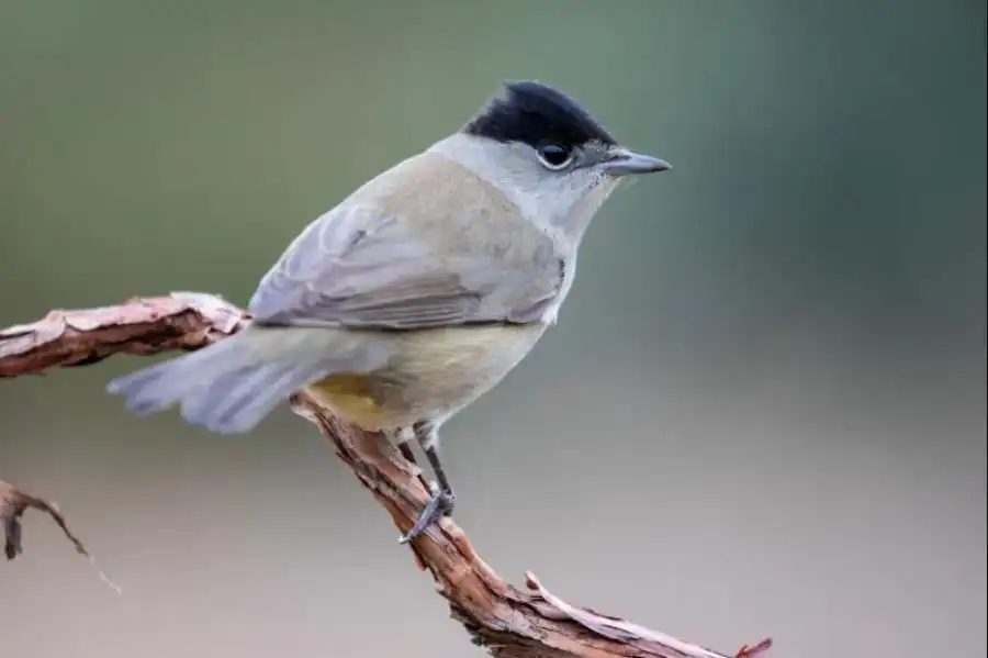 مدار الساعة,أخبار الأردن,اخبار الاردن,مجلس النواب,وكالة الأنباء الأردنية,وادي الأردن,سلطة منطقة العقبة الاقتصادية الخاصة,شركة مياه العقبة