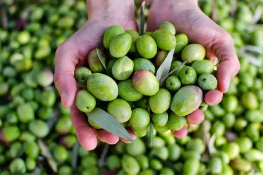 مدار الساعة,أخبار الأردن,اخبار الاردن