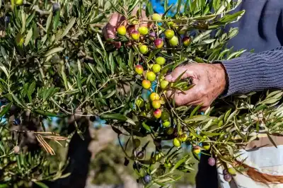 اتحاد المزارعين للأردنيين: أجلو قطاف الزيتون