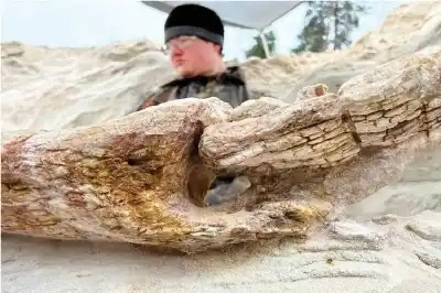 الأقدم على الإطلاق: العثور على جذع