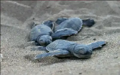 حمى الأجيال الضائعة: أستراليا تستخدم أحدث