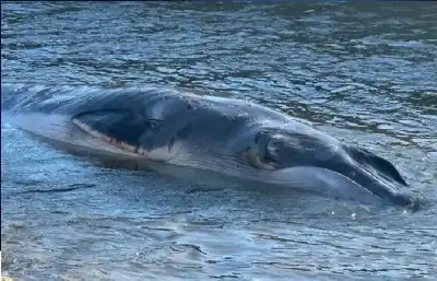 مخلوق عملاق يغزو ساحل بريطانيا