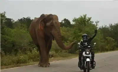 لحظات رعب: قطيع فيلة يطارد راكب