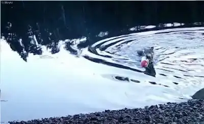 ذكاء الذئاب يفاجئ العلماء: اكتشاف سلوك