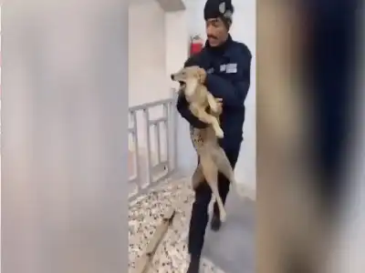 من الغابة إلى المكاتب: ذئب يتجول